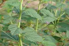 Psoralea corylifolia